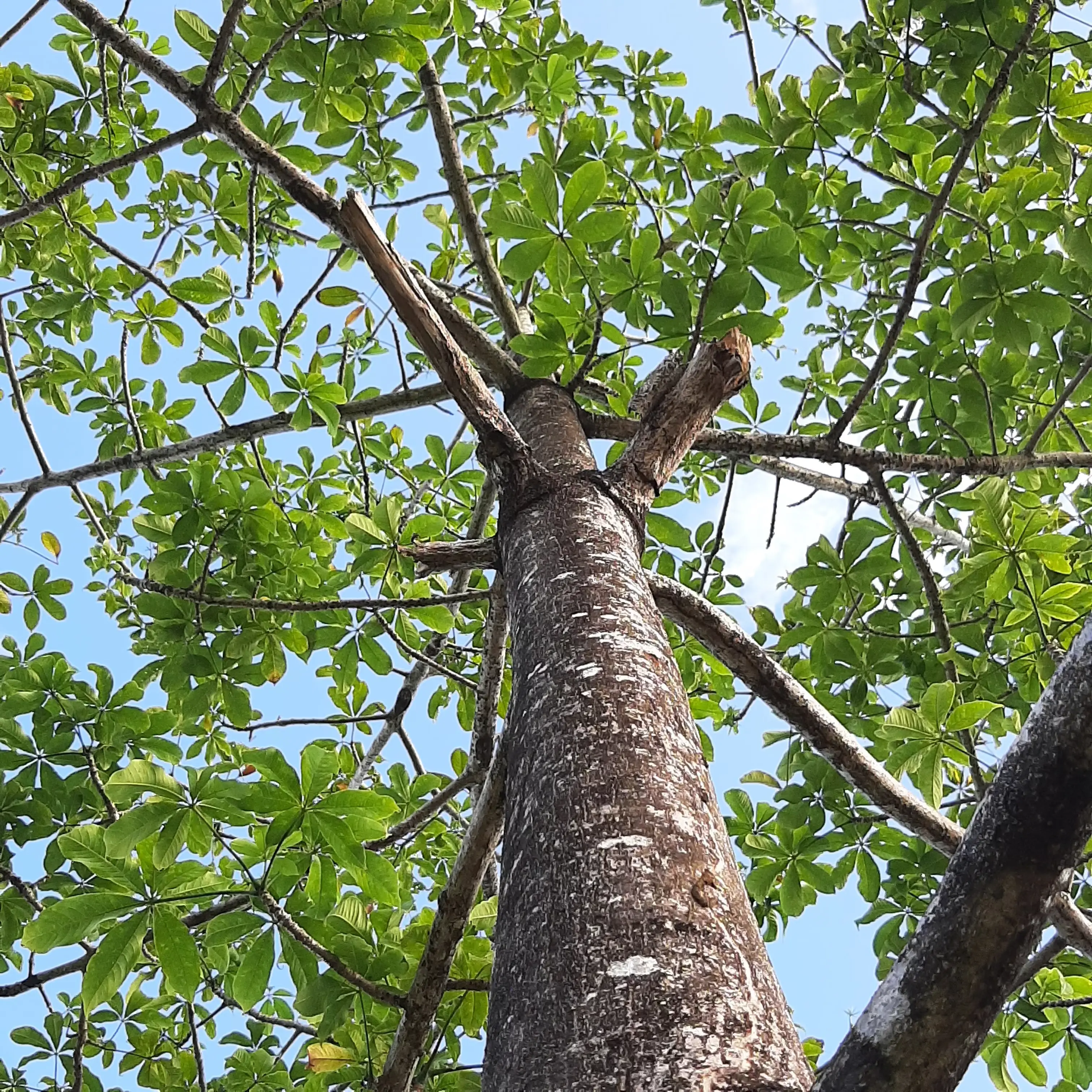 Plant a Tree, Adopt a Family Investment Program