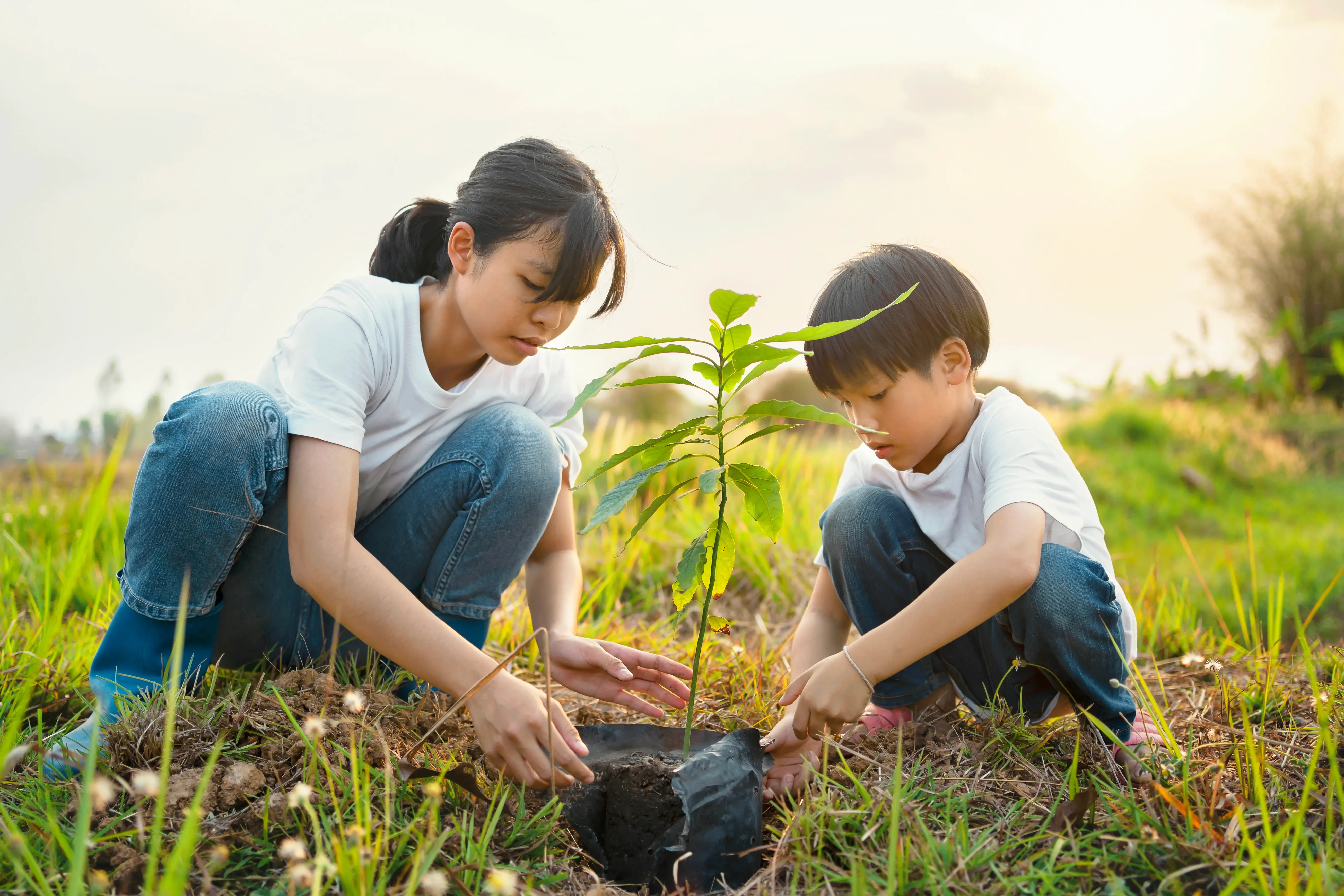 Carbon Sequestration & Conservation